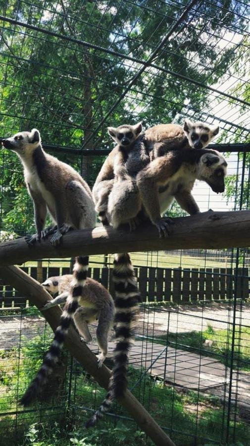 Osrodek Bialy Lew Panzió Wojciechow Kültér fotó